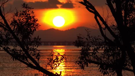 Mangrovenbaum-Mit-Blick-Auf-Den-Sonnenuntergang